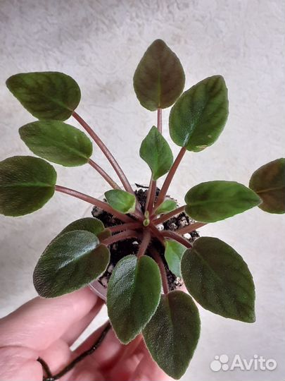 Фиалки-трейлеры