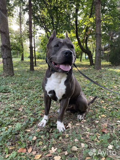 Американский стаффордширский терьер амстафф