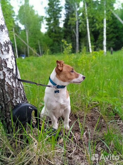 Вязка джек Рассел терьер