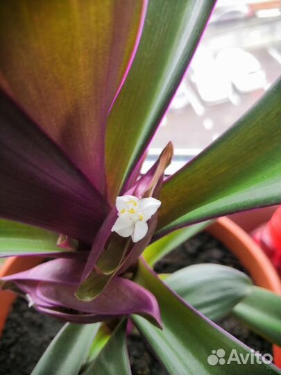 Рео или традесканция разноцветная (отросток)