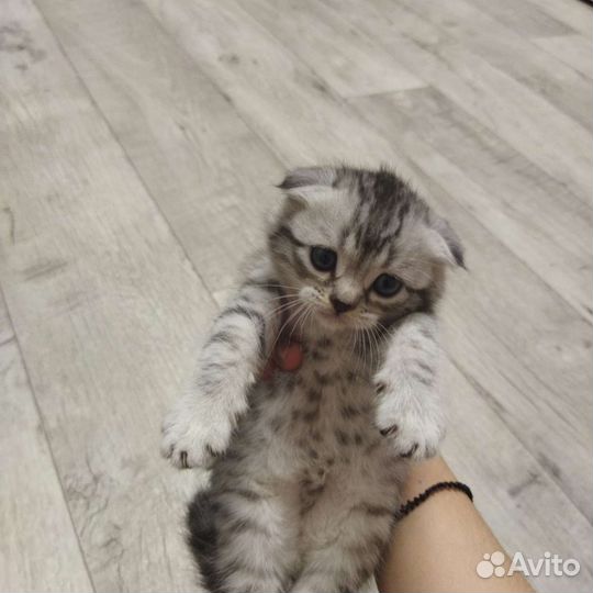 Шотландская вислоухая