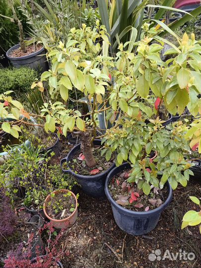 Коричник камфорный