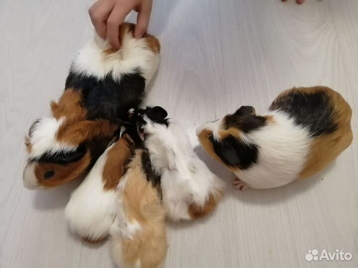 Морские свинки малыши от Крестед и Розетки