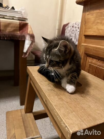 Кошка (котенок)