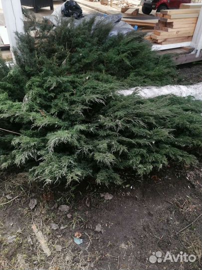 Комнатные растения цветы большие