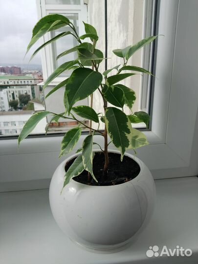 Фикус бенджамина пестролистный