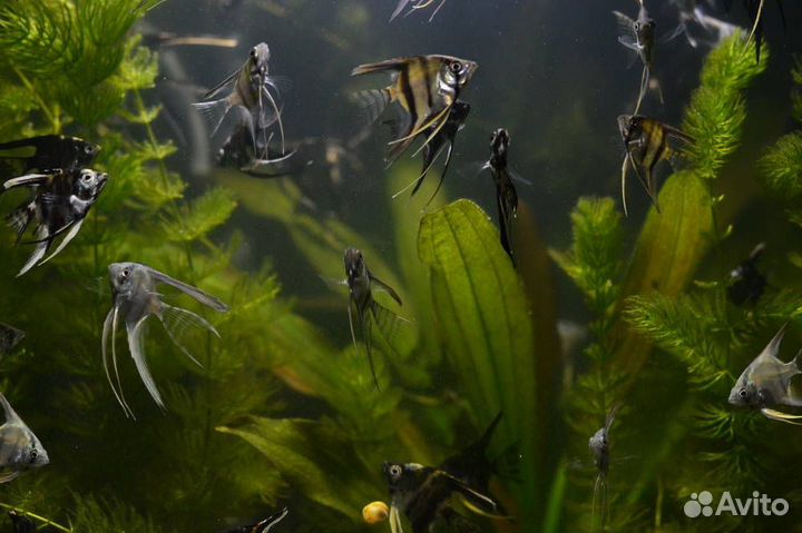 Рыбки Скалярии