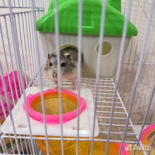 Хомяк с клеткой