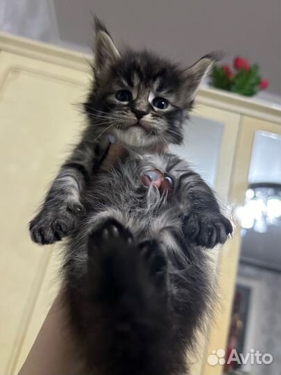 Котята Мейн Кун
