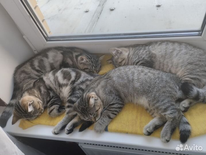 Британские котята