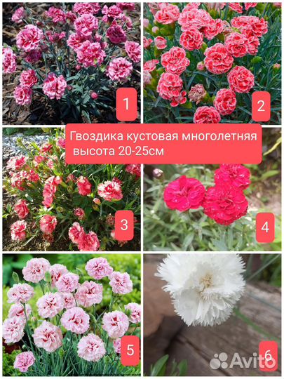 Рассада цветов