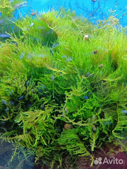 Аквариумное растение