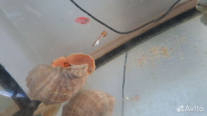 Мальки гуппи