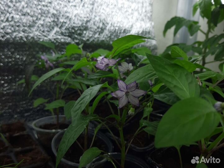 Перец комнатный острый