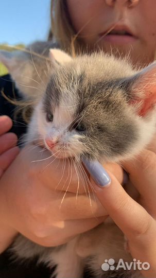 Милые котята