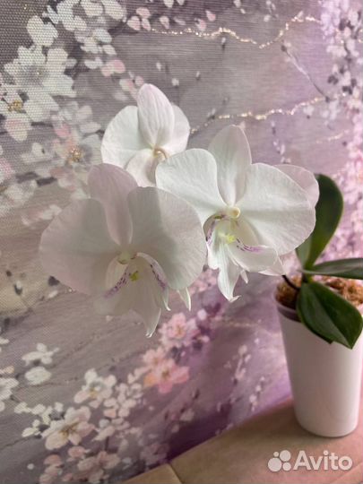 Орхидея фаленопсис биг лип