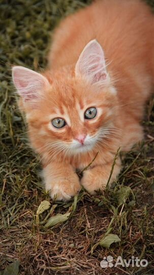 Котенок -тигренок