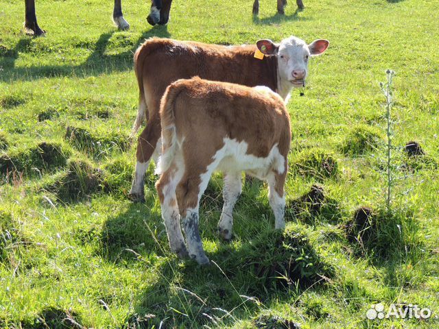 Бычки и телки