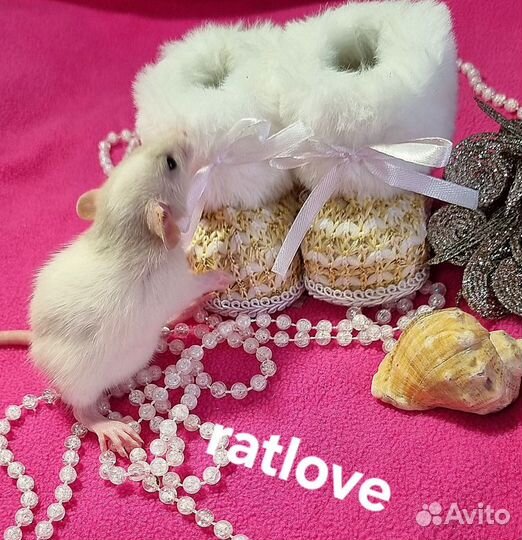 Крысята от ratlove