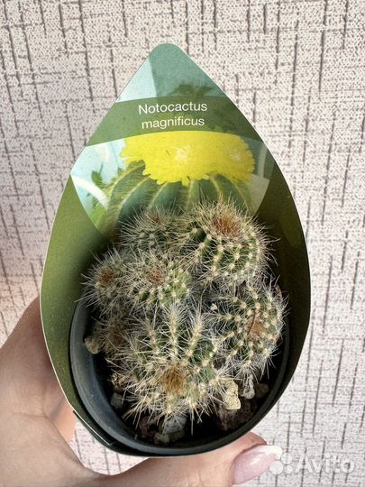 Кактусы редкие интересные