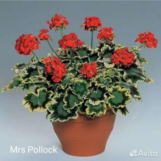 Пеларгония пестролистная и золотолистная