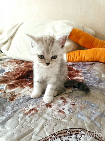 Кошки шотландцы