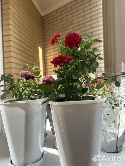 Роза комнатная домашняя