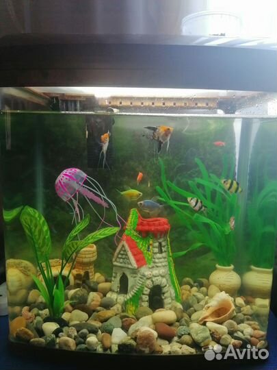 Аквариум