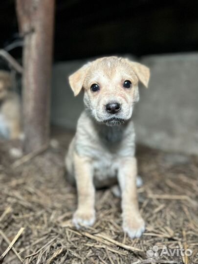 Щенки в дар