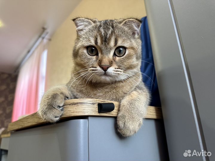 Шотландский котёнок