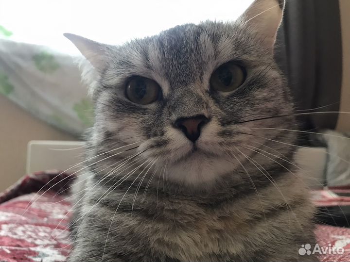 Кошка в добрые руки