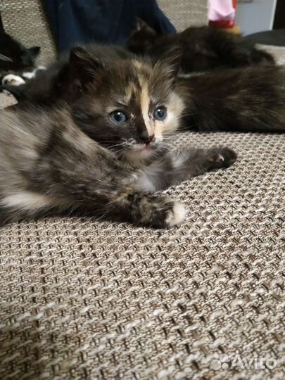 Котята приносящие в дом счастье
