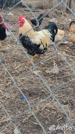 Пехух племенной