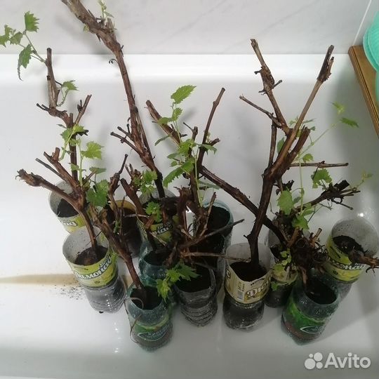 Саженцы винограда