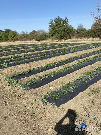 Клубничное поле