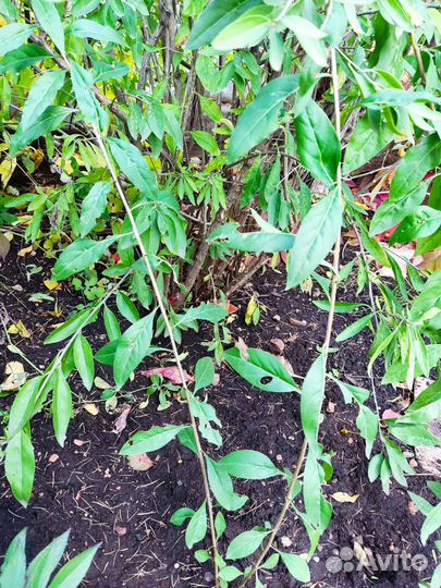 Ягода -Годжи 