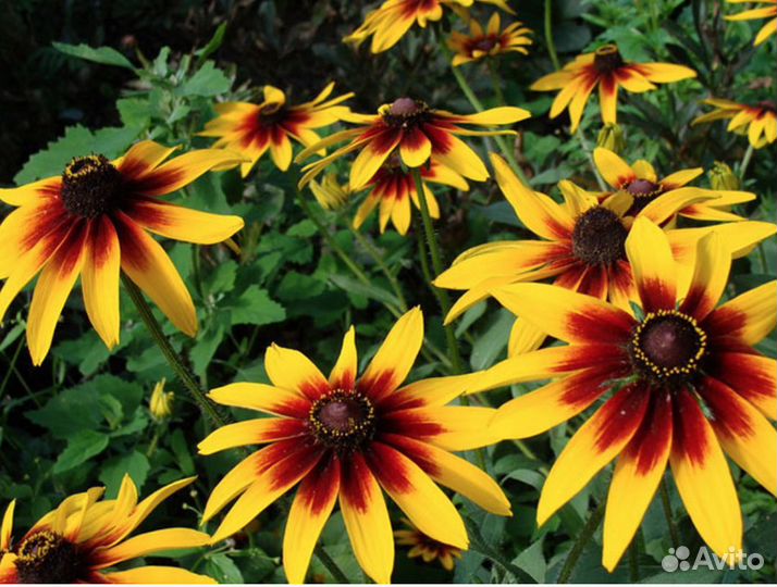 Рудбекия многолетняя