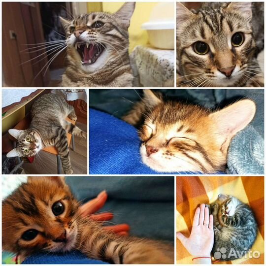 Отдам в дар кошка