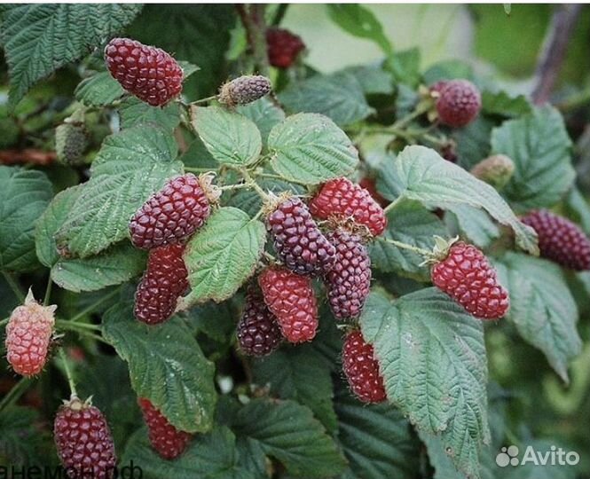 Ежемалина Тайберри