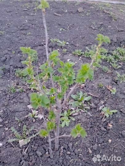 Смородина черная