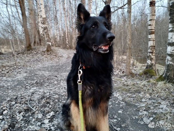 Овчарка Вольт, умный верный пёс