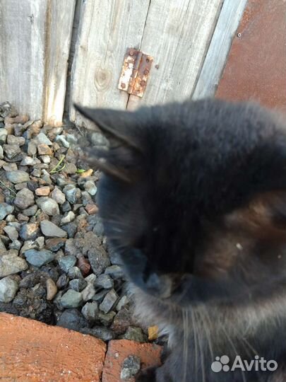 Взрослый кот