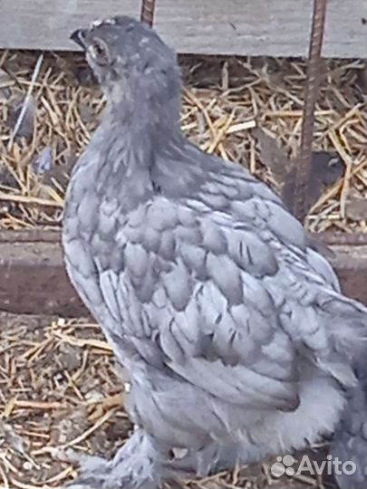 Цыплята брама