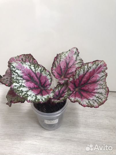 Бегония декоративно-лиственная