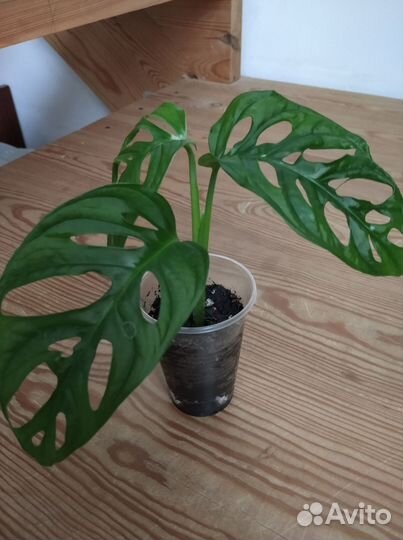 Цветы.Монстера, аглаонема,фикус, педилантус