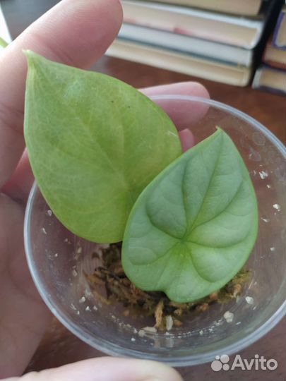 Алоказия Серебряный дракон