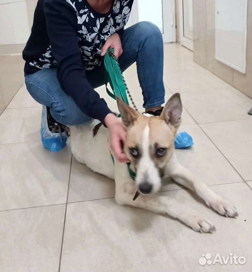 Собака в добрые руки