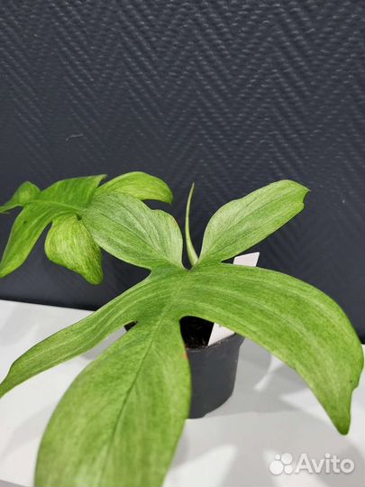 Филодендрон Florida ghost, Ring of fire