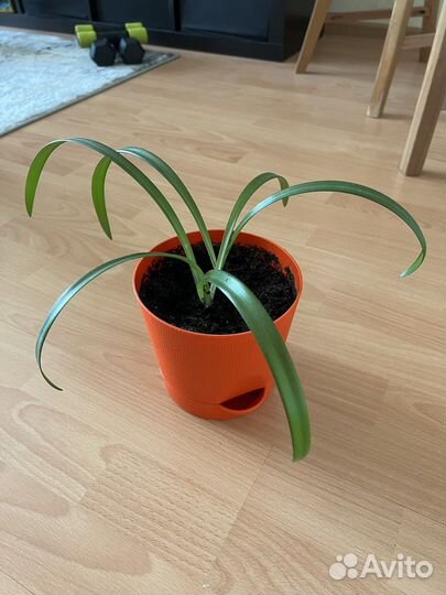 Комнатные растения. Гиппеаструм