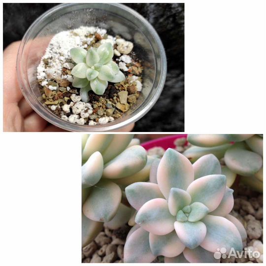 Суккуленты